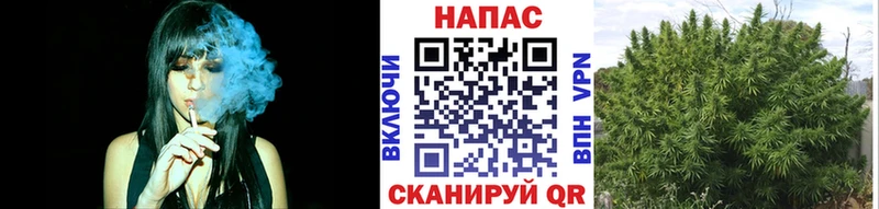 Бошки Шишки гибрид  Камбарка 